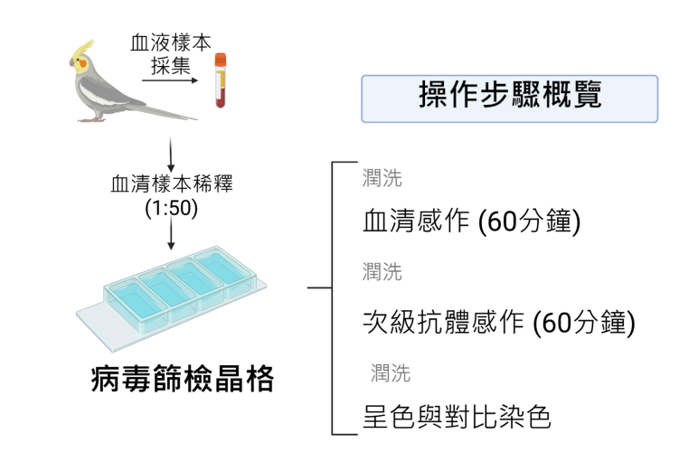 ViSA cells
